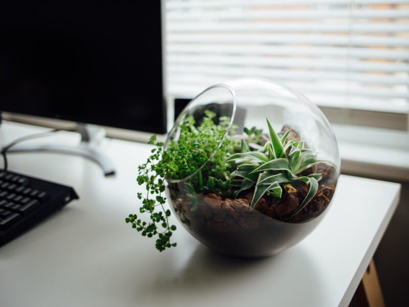 A glass terrarium full of green plants on a work desk.